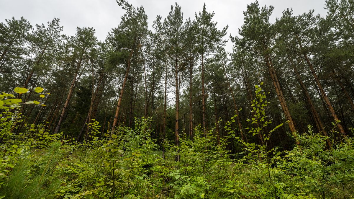 Loni se vysázelo 40 tisíc hektarů lesů
